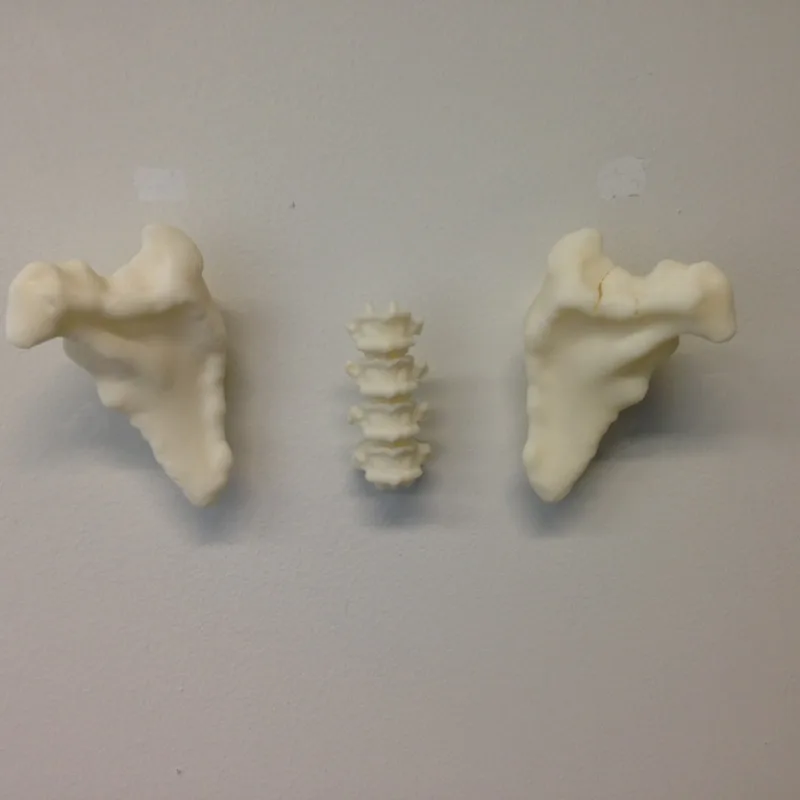 Hanging Off Your Bones Coat Hook – 3D-Druckmodell von Thingiverse